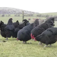 جوجه جهادی تخمگذار واکسن خورده کیفیت بالا
