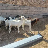 20 راس بز داشتی