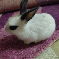 خرگوش مینیاتوری|موش و خرگوش|دزفول, |دیوار