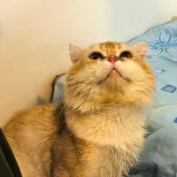 گلد نر لانگ هیر وارداتی با پاسپورت