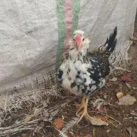 تخم مرغ نطفه دار  گلین لری اصل