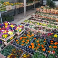 سمپاشی سوسک پشه ساس|خدمات باغبانی و درختکاری|تهران, جماران (نیاوران)|دیوار