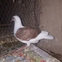 جوجه گراف