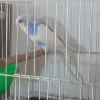 مرغ عشق ماده