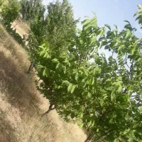 باغشهر گیشا آذران