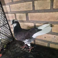 دو عدد کبوتر