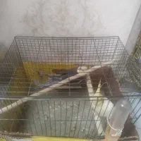 عروس هلندی نر و ماده با قفس