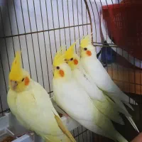 عروس هلندی|پرنده|نسیمشهر, |دیوار