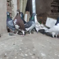 فروش دسته پلاکی زد و خوردی بیرون شهری سر وکله دار