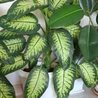 فروش دیفن باغیاسرحال وسالم