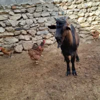 بزغاله الپاین