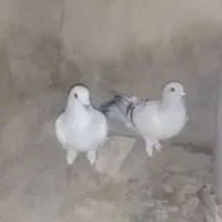 سلام دوعددکبوتر نر1000000|پرنده|کرباسک, |دیوار