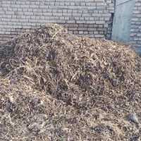 علوفه چغندر تازه