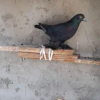 کبوتر|پرنده|باسمنج, |دیوار