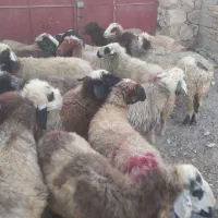 میش|حیوانات مزرعه|شیراز, بازار|دیوار