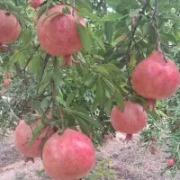 اناردرجه یک