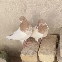 کفتر‌|پرنده|اصفهان, شهرک کاوه|دیوار