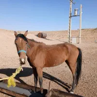 دو تا اسب مادیون|اسب و تجهیزات اسبسواری|خرم بید, |دیوار