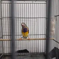 فنچ گلدین نر سبز