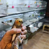 عروس هلندی قناری فنج