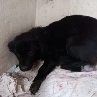 سگ ماده پاکوتاه