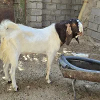 دوتا نر بز یک ساله