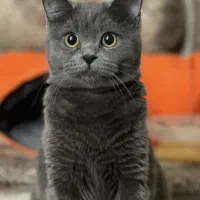 اسکاتیش بلو وسیلور|گربه|محمدشهر, محمدشهر|دیوار