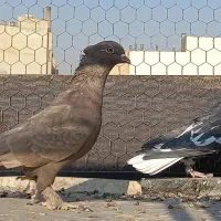سرخ سرور سیاه سرکه ای دم سفید|پرنده|شیراز, عادل آباد|دیوار