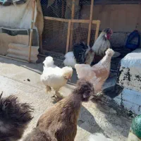 مرغ وخروس