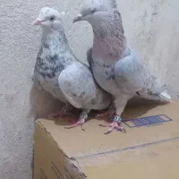 کفتر دوم سفید