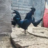 مرغ و خروس برهما و ایام سمانی،جوجه