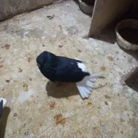 کفتردم سفید