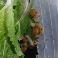 حلزون|خزنده|زرند, |دیوار