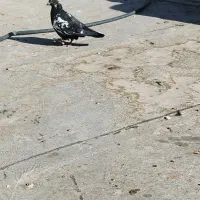 کفتر‌فروشی