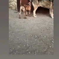 توله نر رخ خوشتیپ و درشت از پدر مادر درشت|سگ|نوده انقلاب, |دیوار