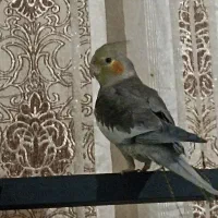 طوطی عروس هلندی|پرنده|سنندج, |دیوار
