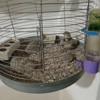 قناری سرخ زیتونی سوخته ای|پرنده|ابریشم, |دیوار