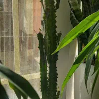 گل طبیعی|گل و گیاه طبیعی|تهران, آزادشهر|دیوار