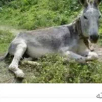 الاغ خر