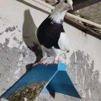 تعدادی کبوتر طوقی درجه یک|پرنده|یاسوج, |دیوار