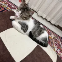 گربه DSH