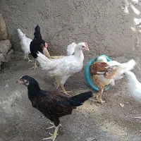 11 عدد جوجه محلی اصل