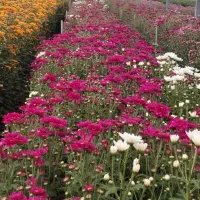 منشی خانم جهت کار در تالار