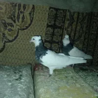 فرش طرح کفتر