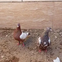 کبوتر چپ افشون وسینه سرخ جفتگاه|پرنده|مشهد, امیرآباد|دیوار