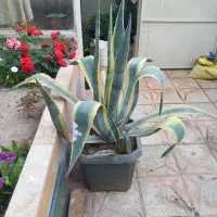 گل مقاوم آگاو ابلق