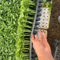 نشا هندوانه خربزه و گوجه