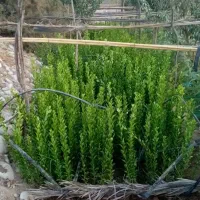 نهال نهالستان پرتقال نارنگی بادام سروناز لیمونشاع|خدمات باغبانی و درختکاری|شیراز, سایت اداری|دیوار