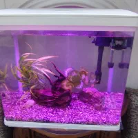 آکواریوم دلسا k500|ماهی|تهران, امام زاده عبدالله|دیوار