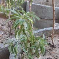 نهال بادام پیوندی